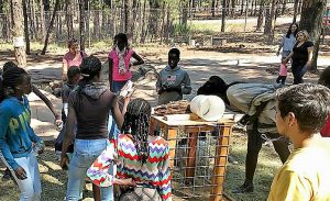 Feeding the animals 