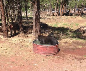 Time for the bear's bath